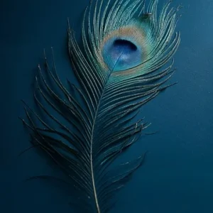 Peacock Feather Original